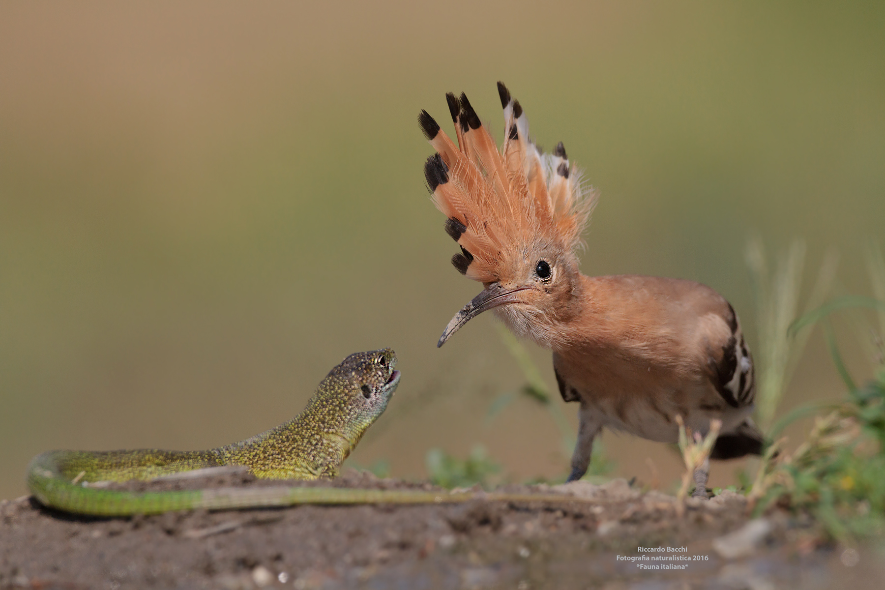 Hoopoe and Ramarro