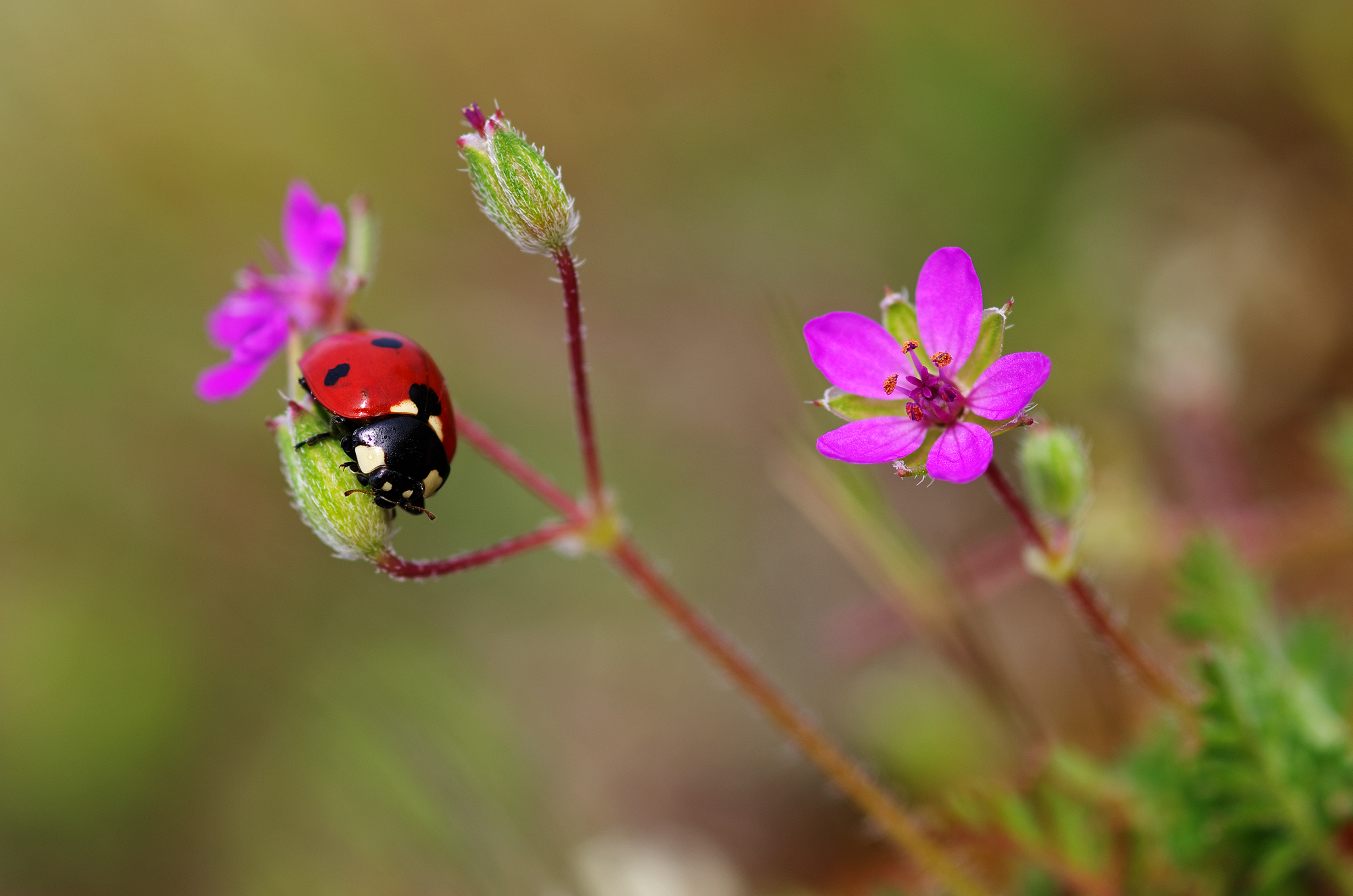 Cicutaria con ospite