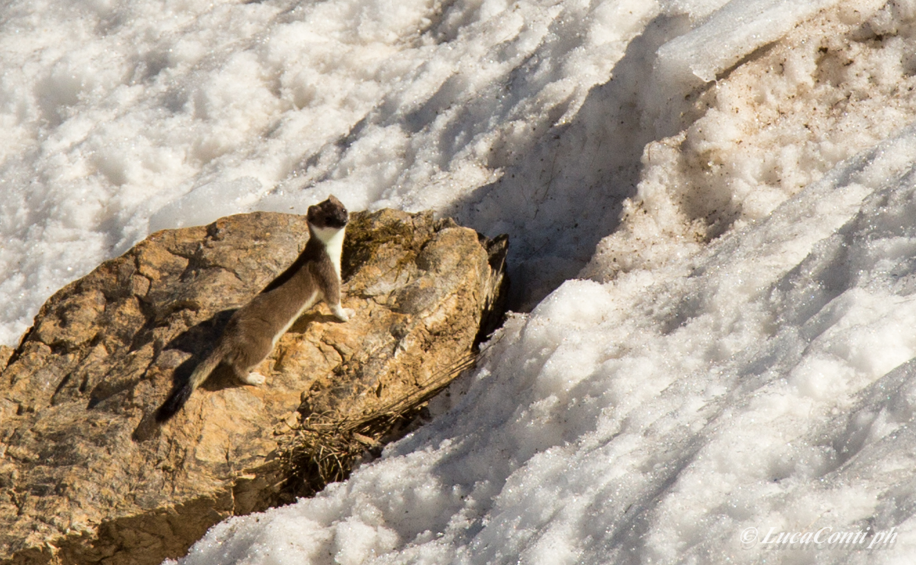 Il mio primo Ermellino