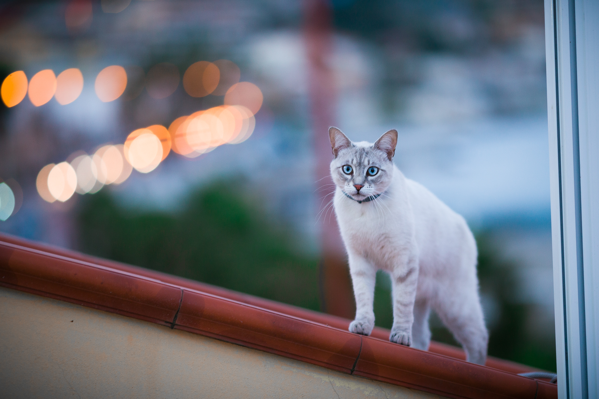 The roofs of the King