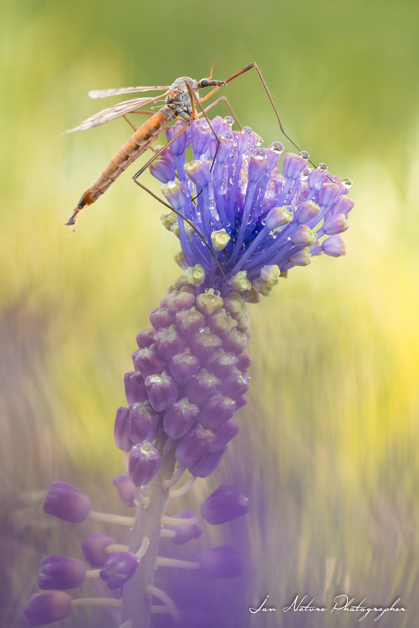 Il custode della rugiada