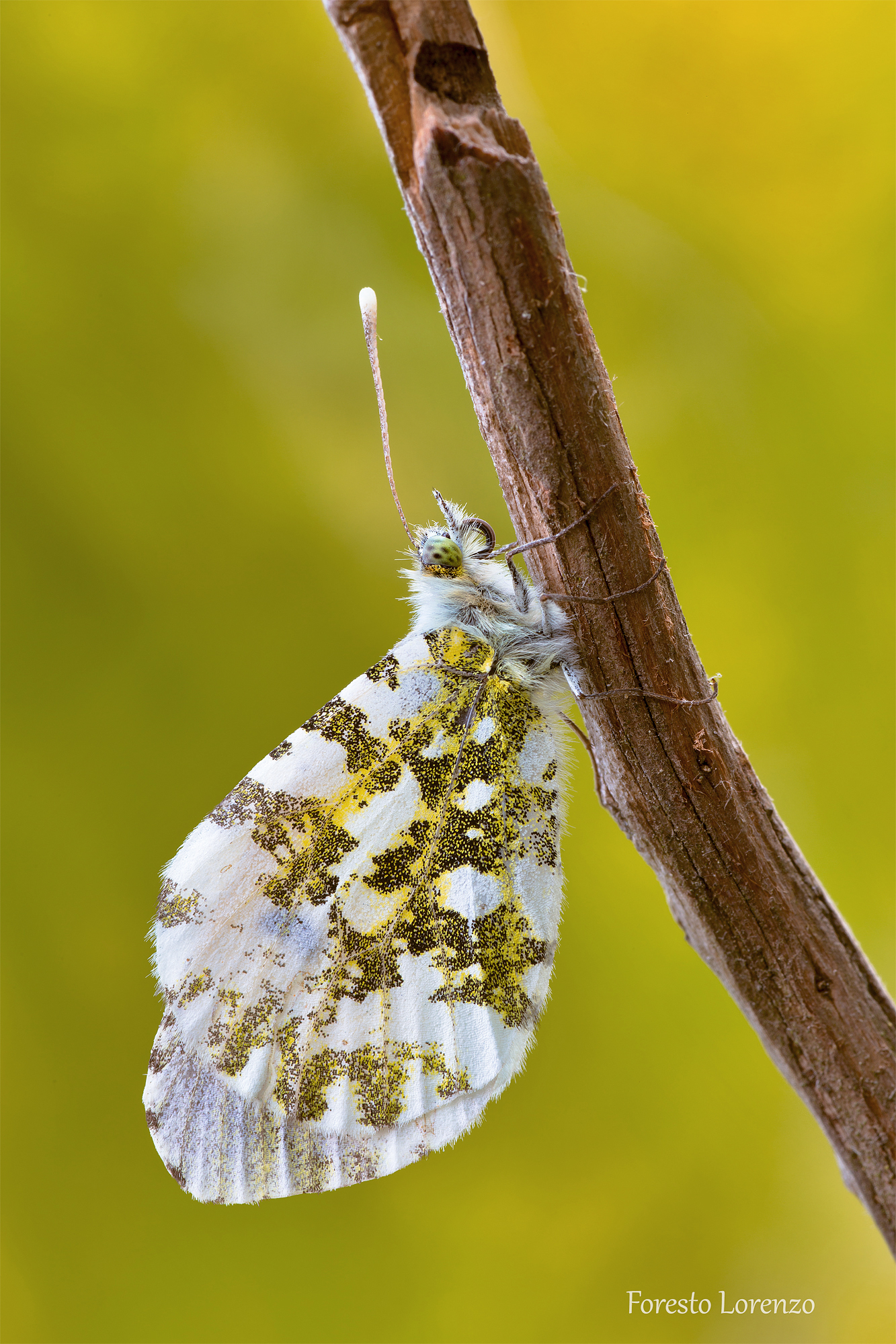 Orange Tip (Anthocharis cardamines- femmina)