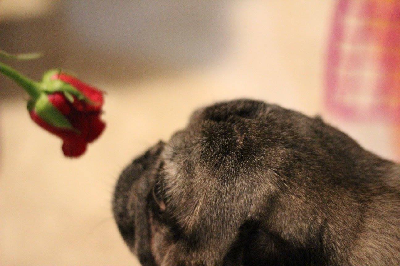romeo the pug and the rose