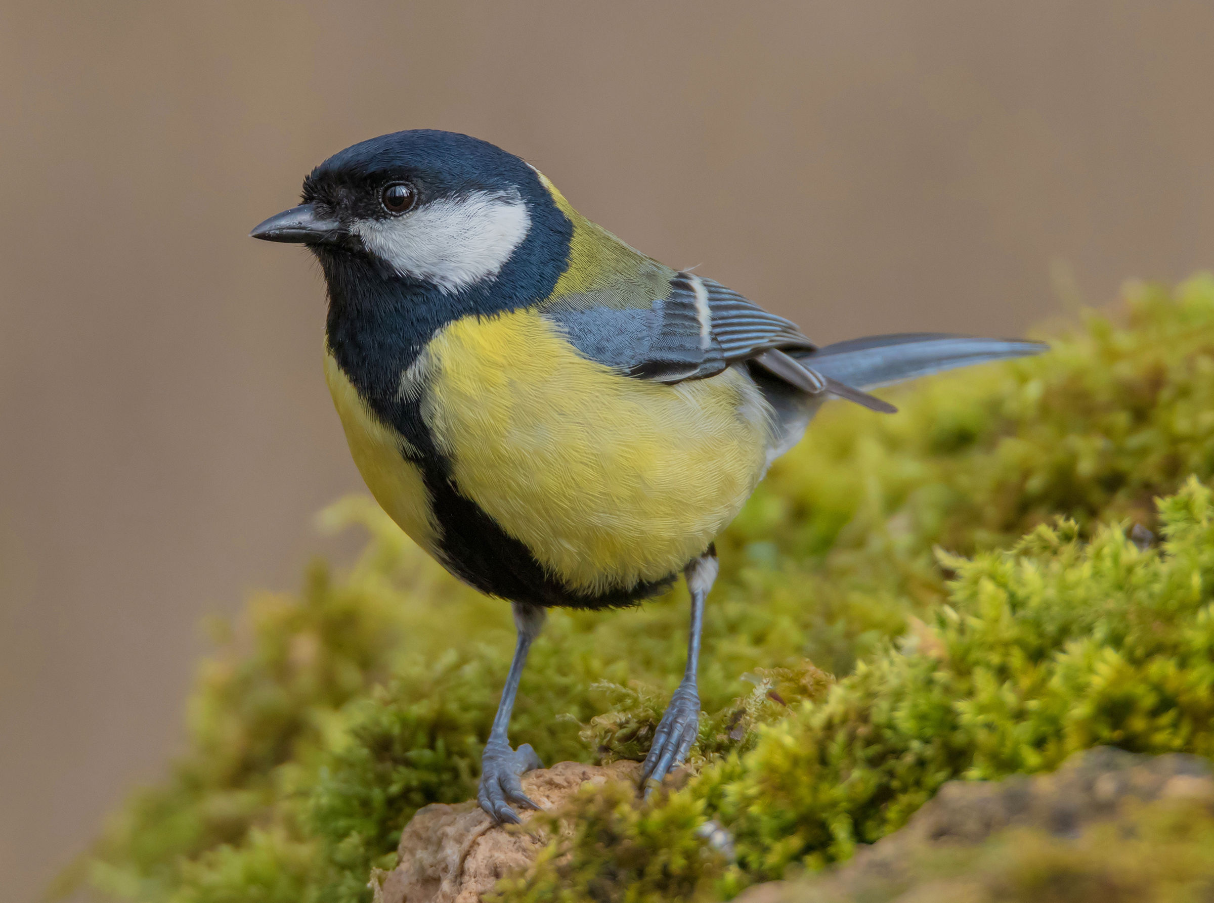 Great Tit