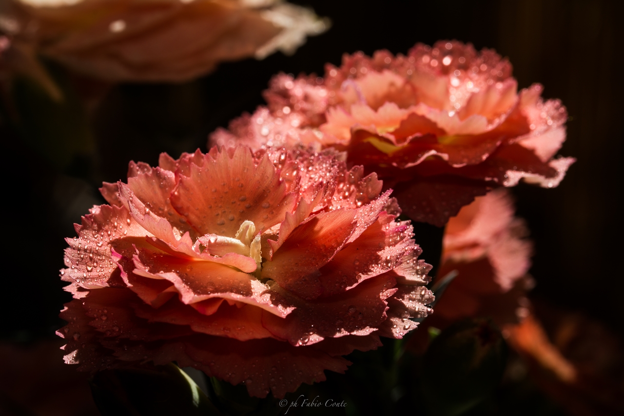 Carnations ...