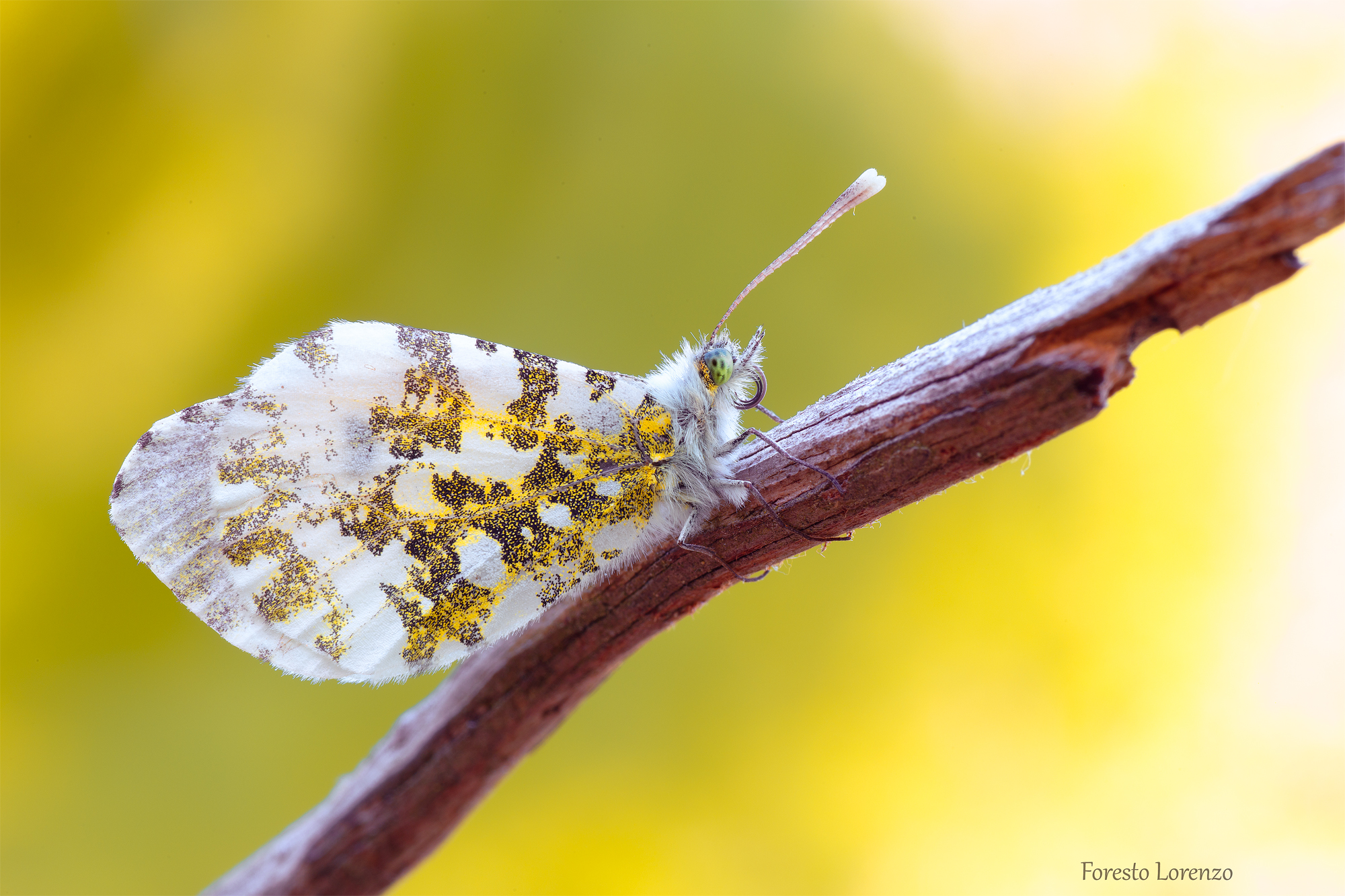 Orange Tip/Aurora (Anthocharis cardamines- femmina)