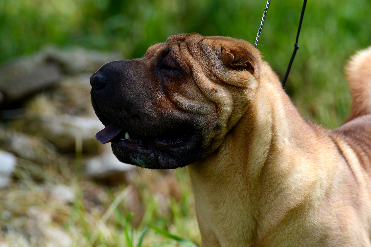 Sharpei