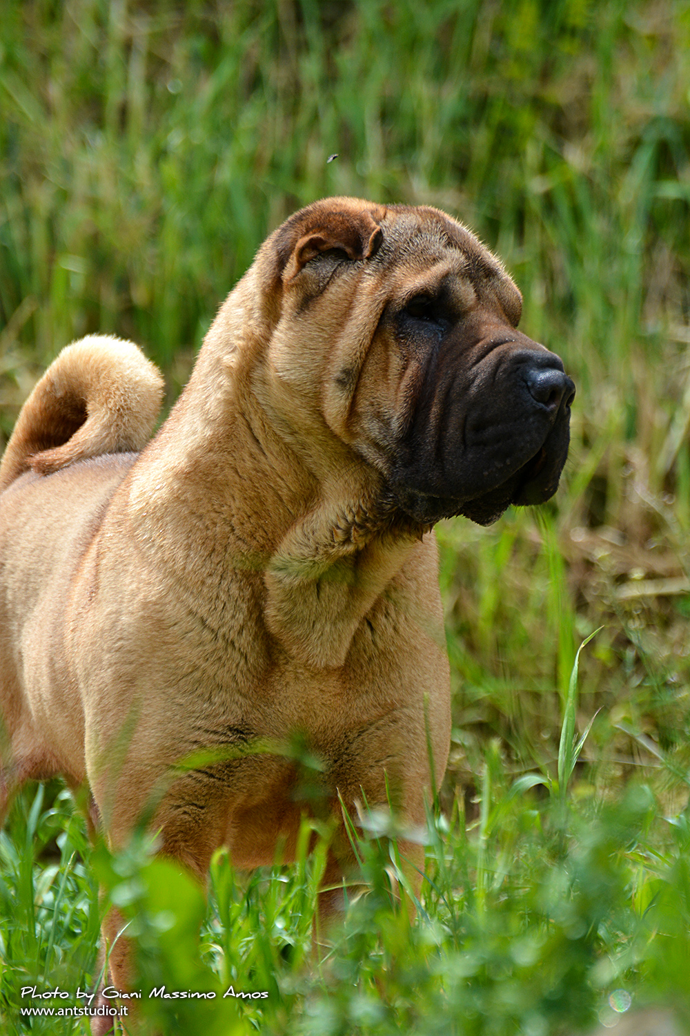 Sharpei