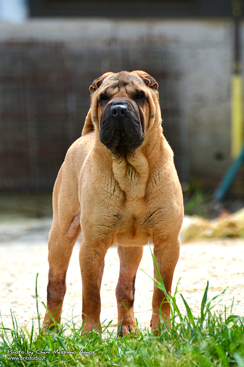 Sharpei