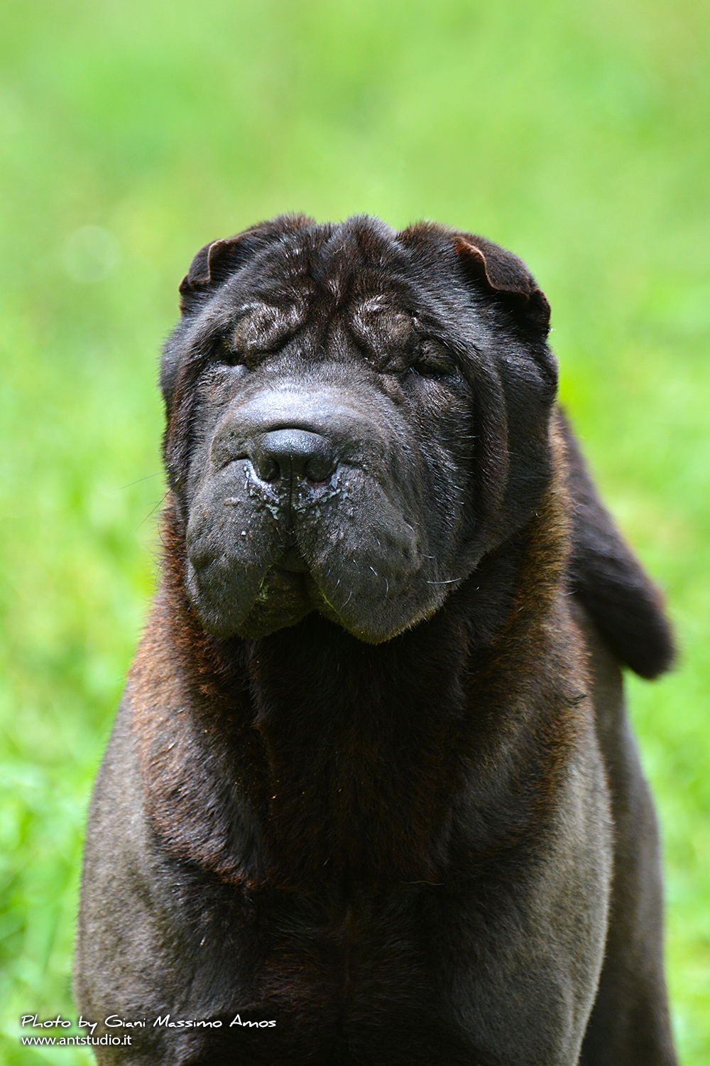 Sharpei