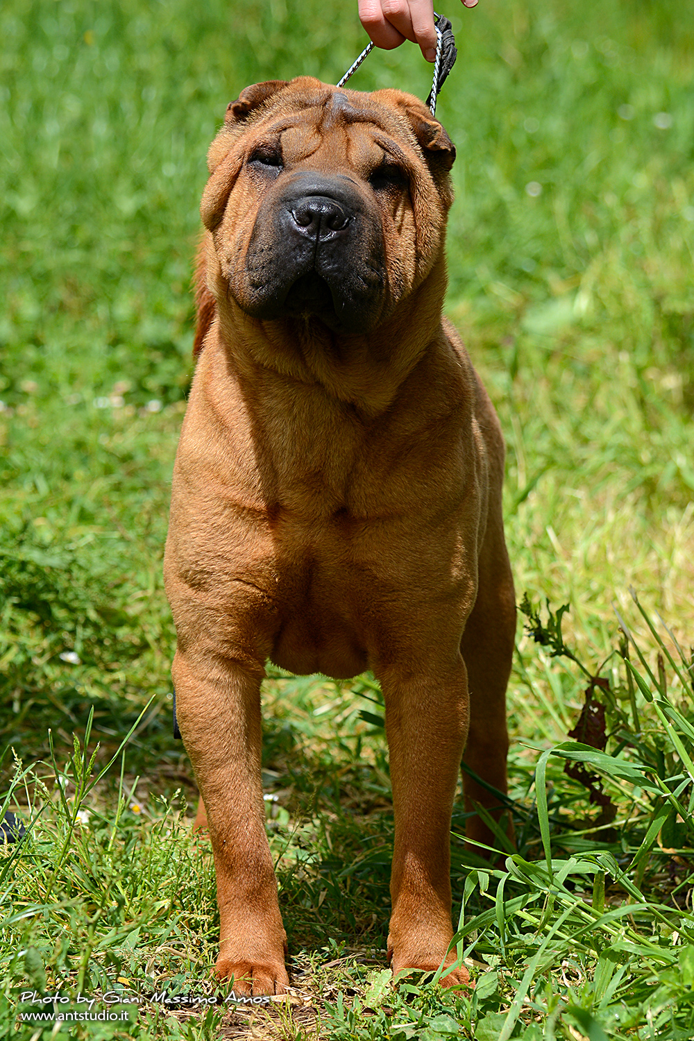 Sharpei