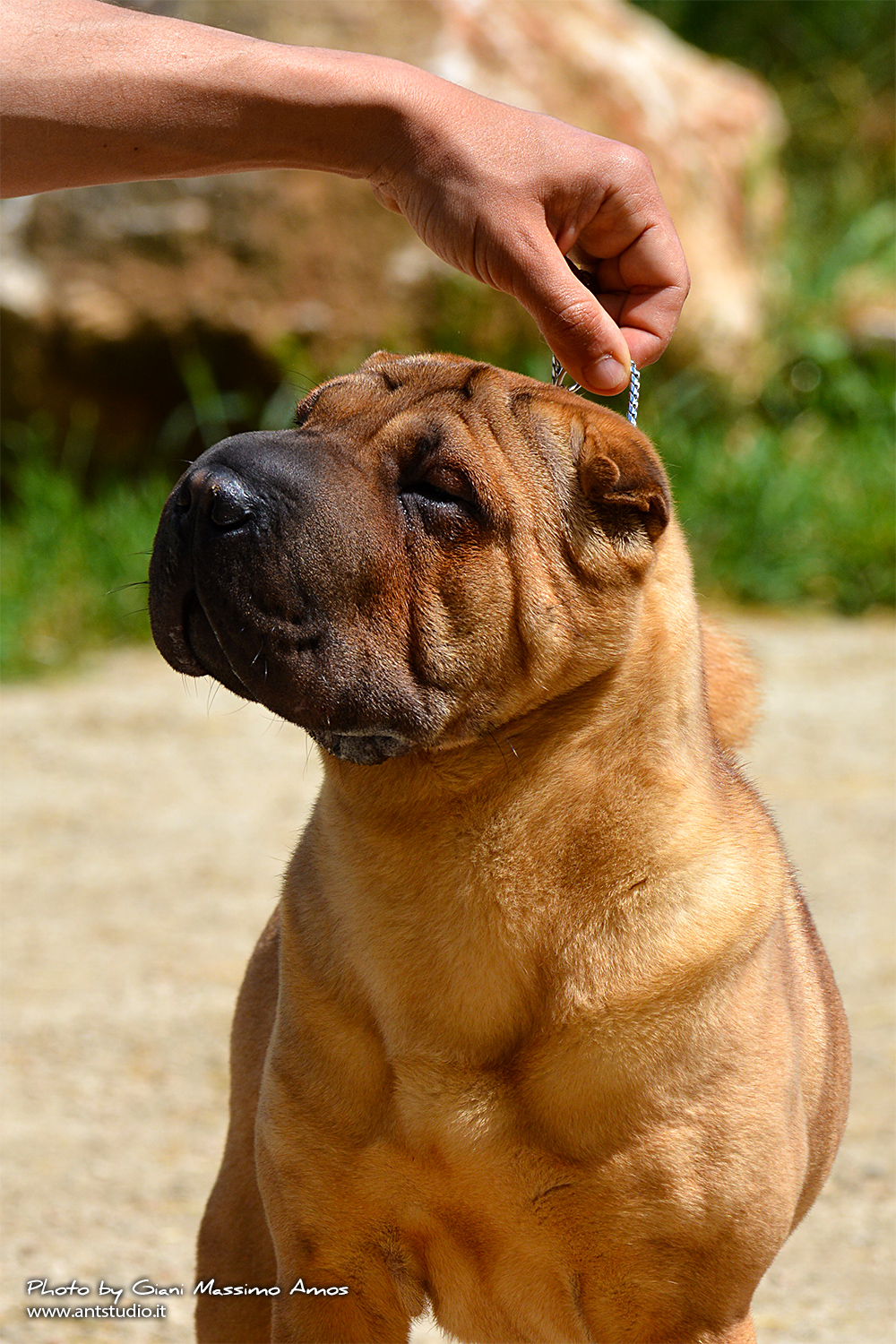 Sharpei