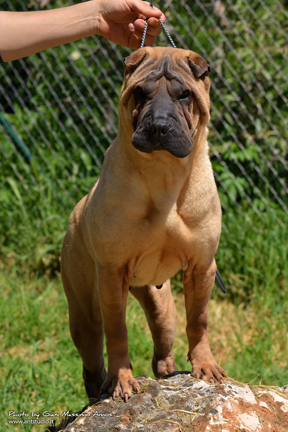 Sharpei