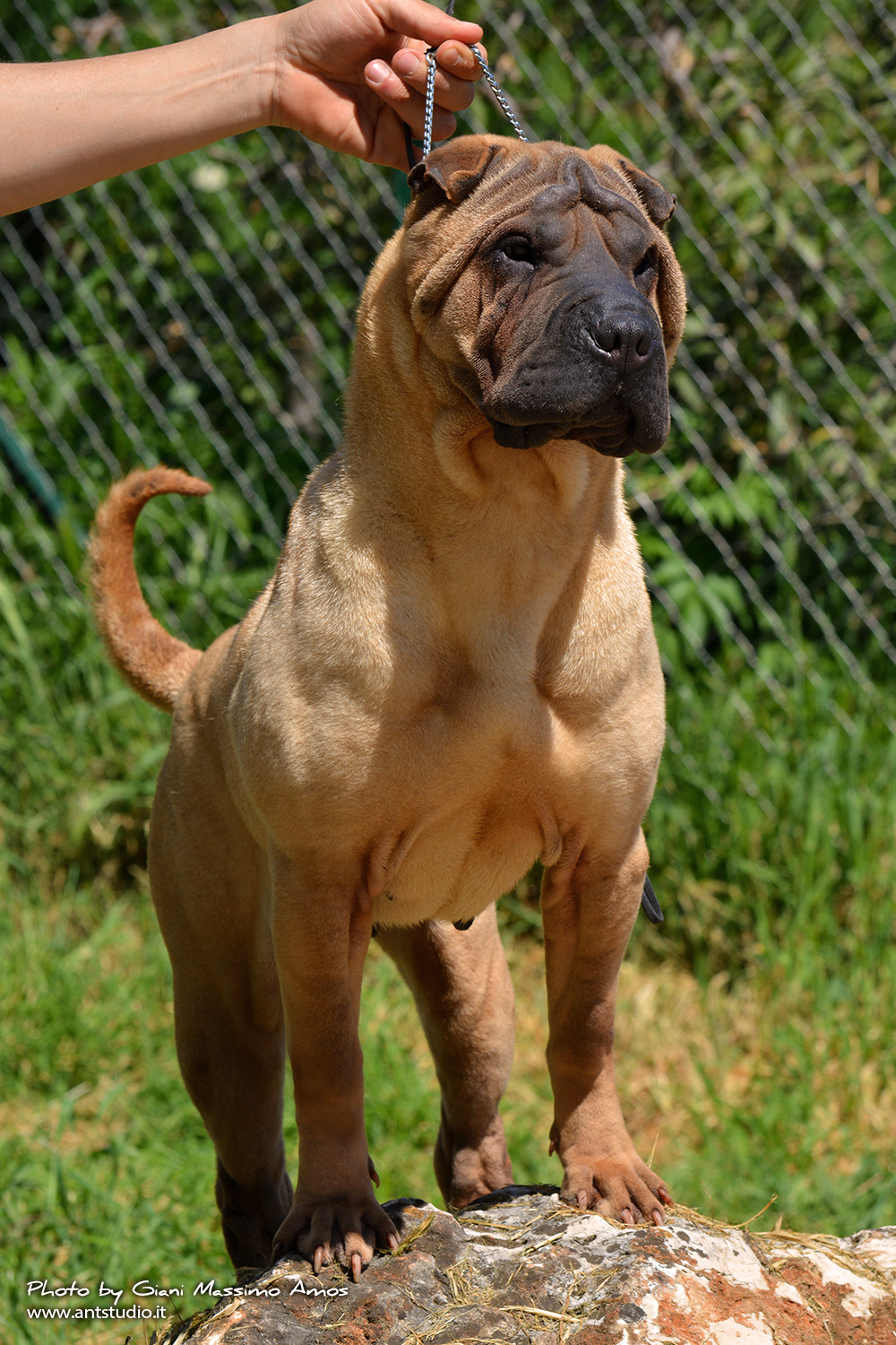 Sharpei
