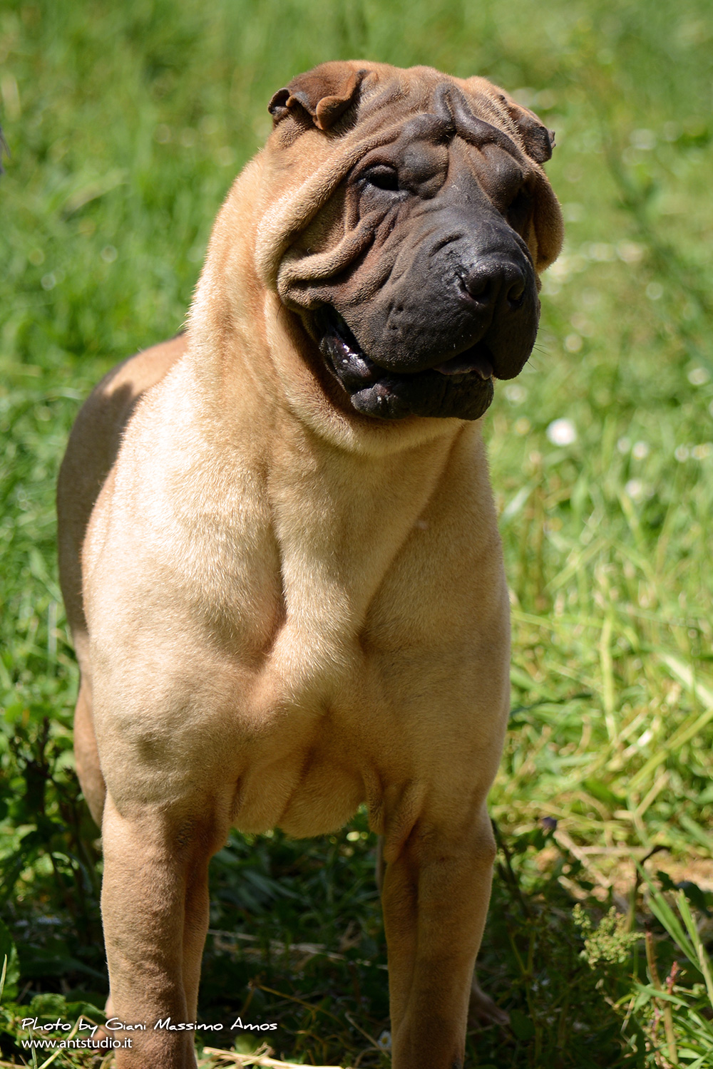 Sharpei