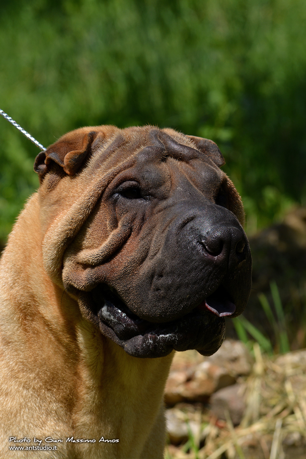 Sharpei