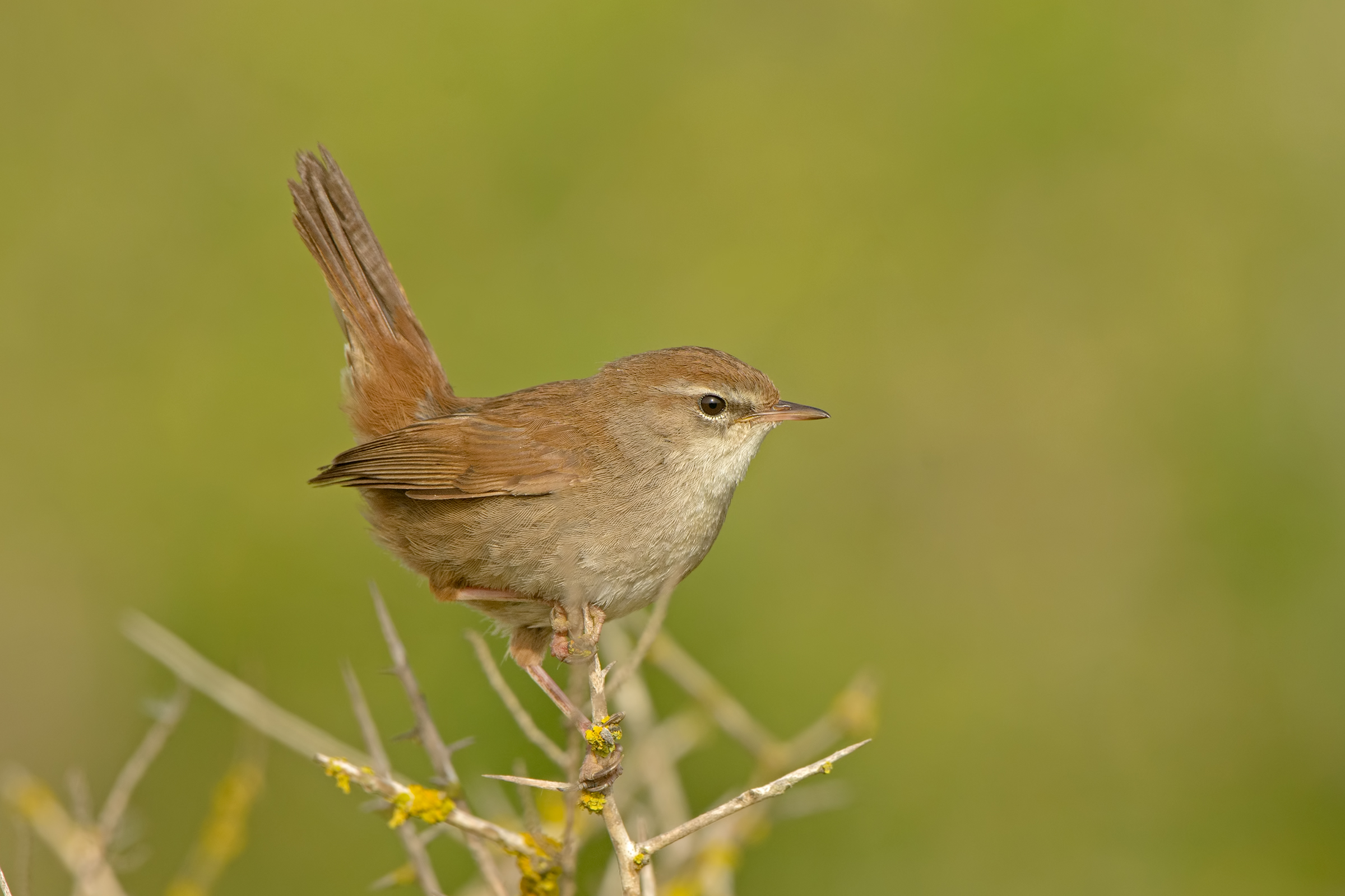 Cetti's warbler