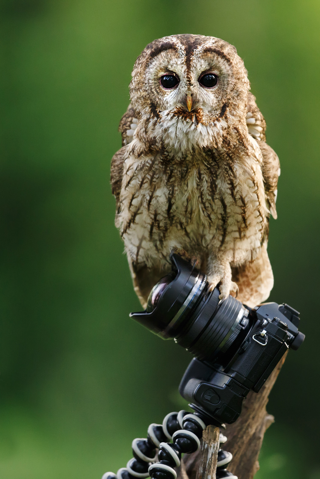 You should not have put you up there!