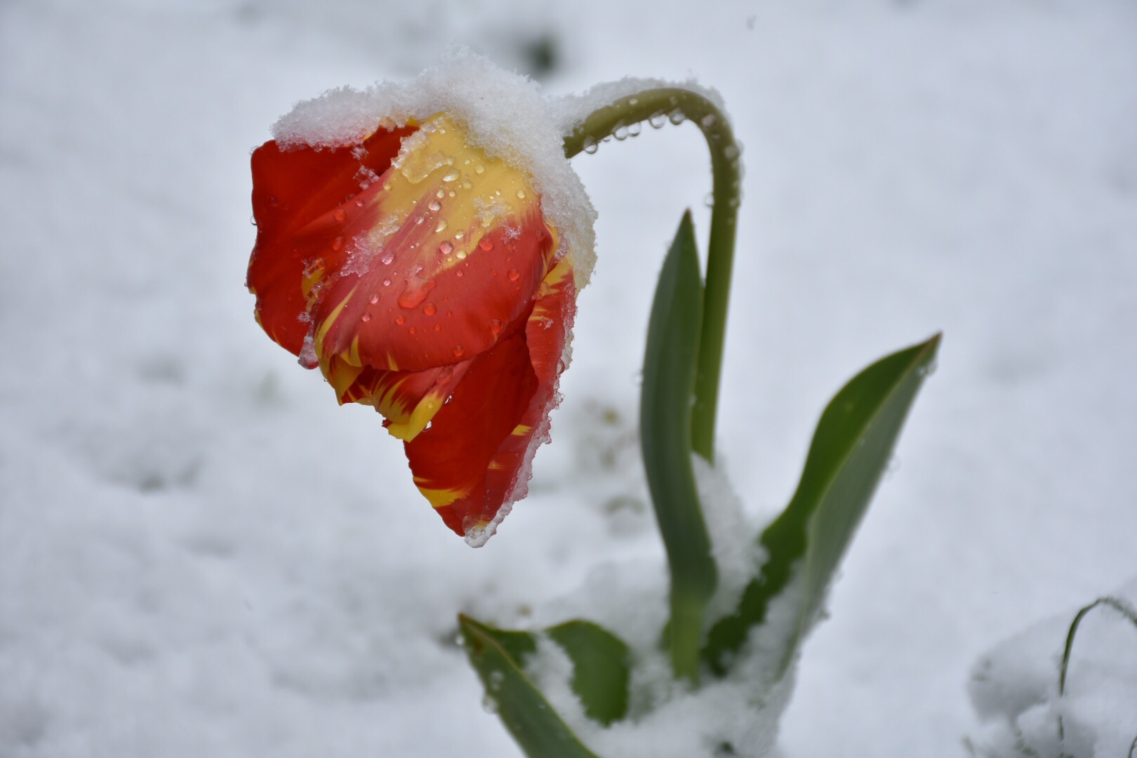 La primavera tarda ad arrivare