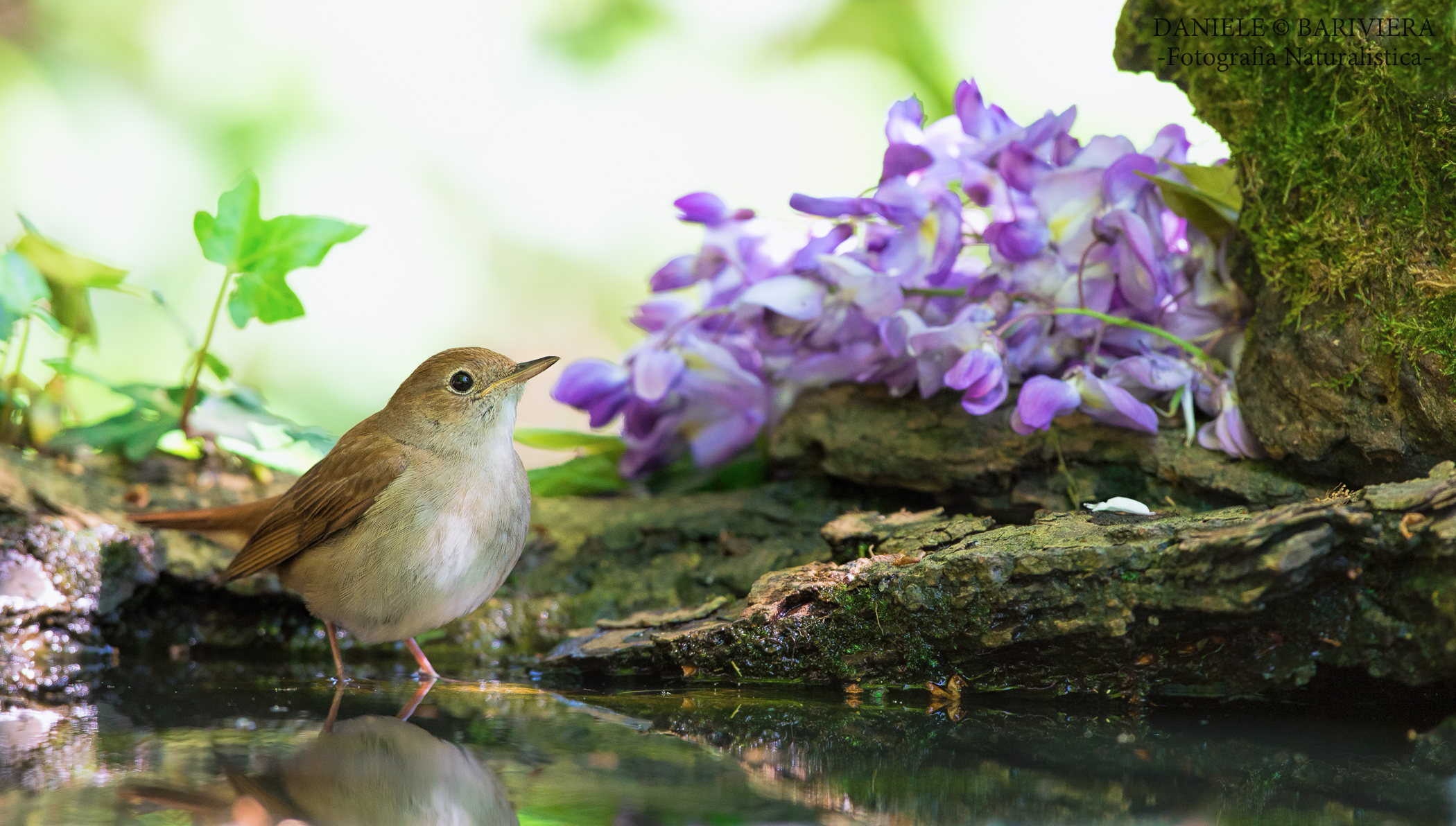 The shade of the wisteria