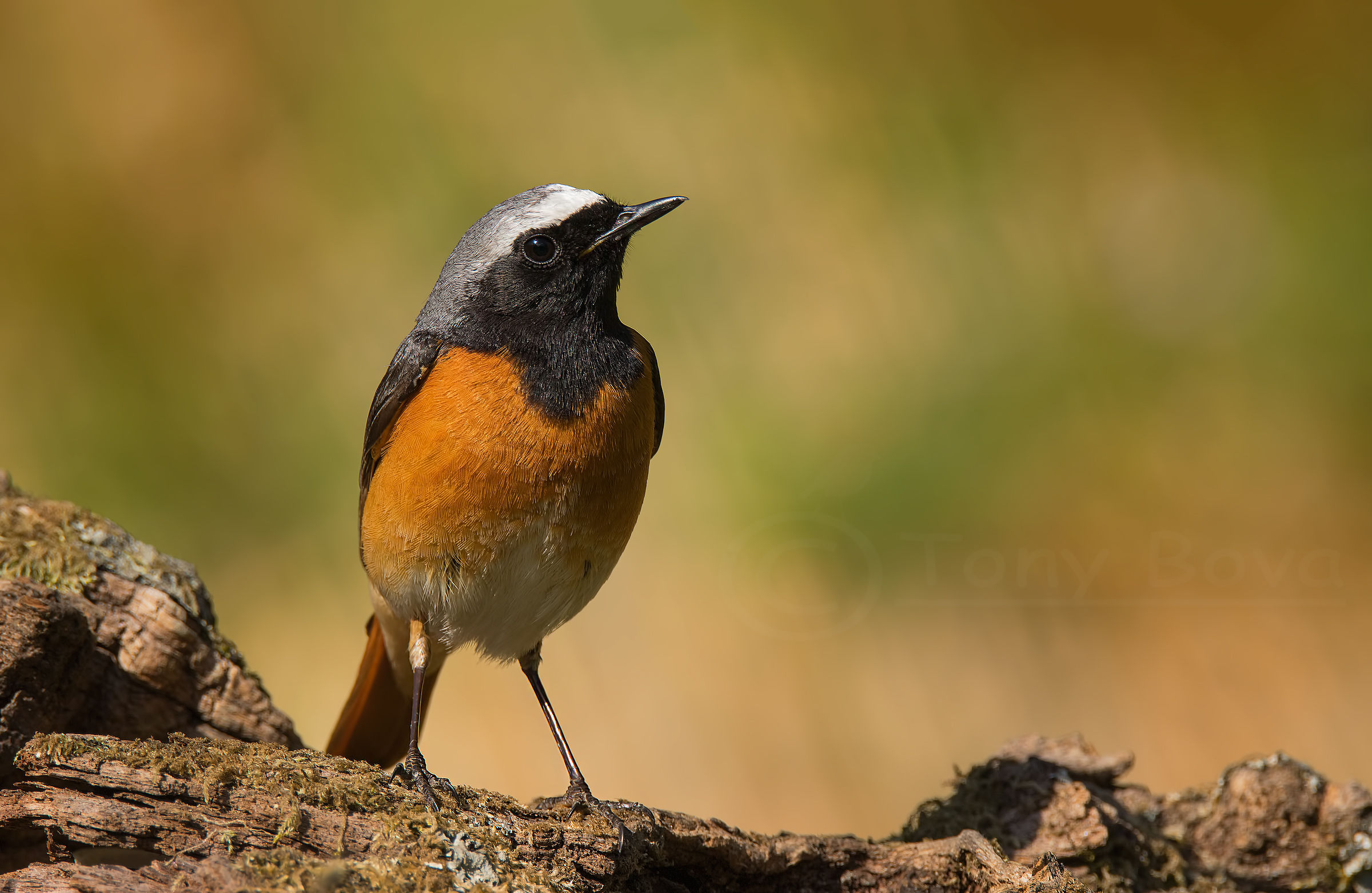 Codirosso Maschio ...