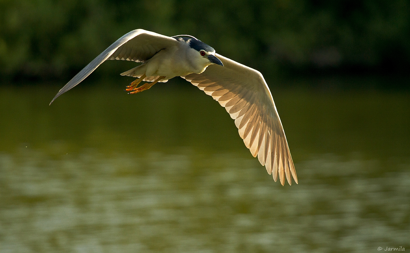 Nitticora in volo con le ali aperte
