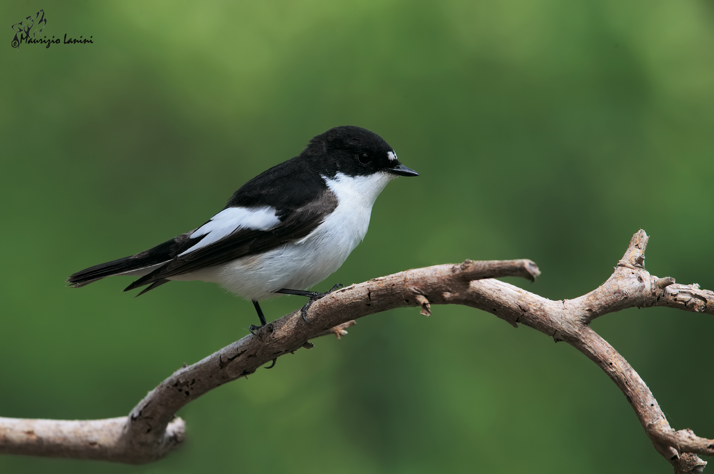 male pied flycatcher (Ficedula hypoleuca)
