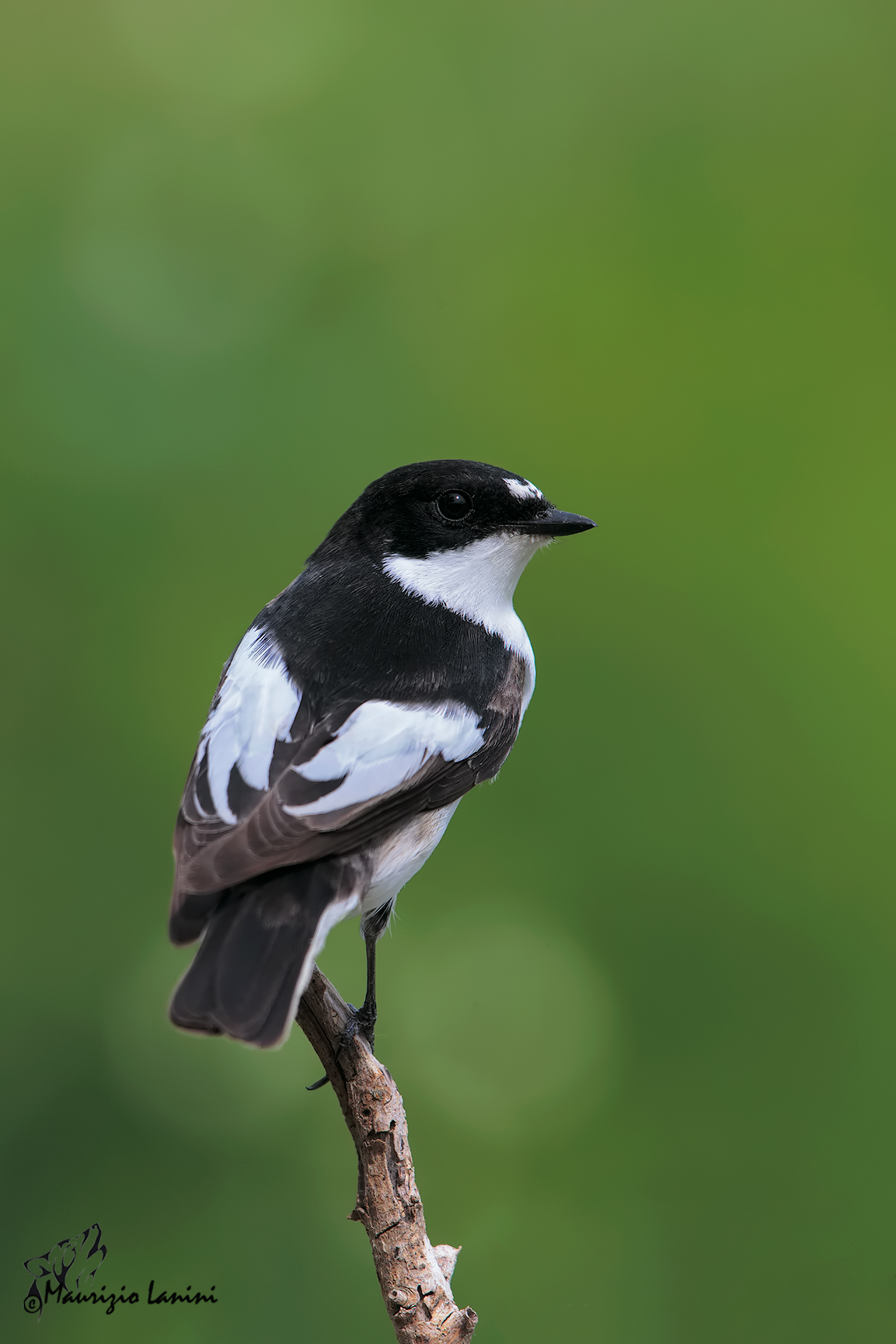 male pied flycatcher (Ficedula hypoleuca)