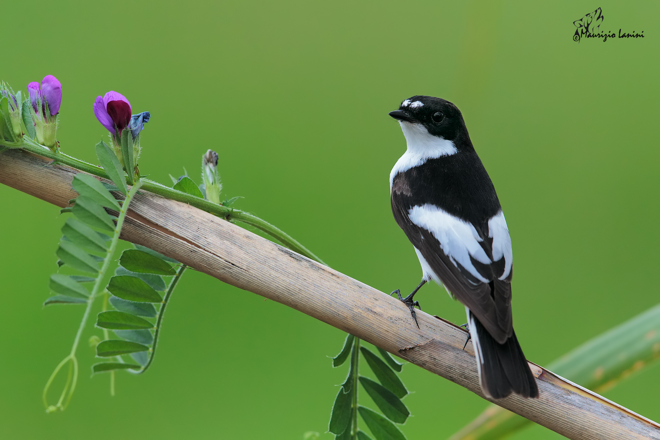 male pied flycatcher (Ficedula hypoleuca)