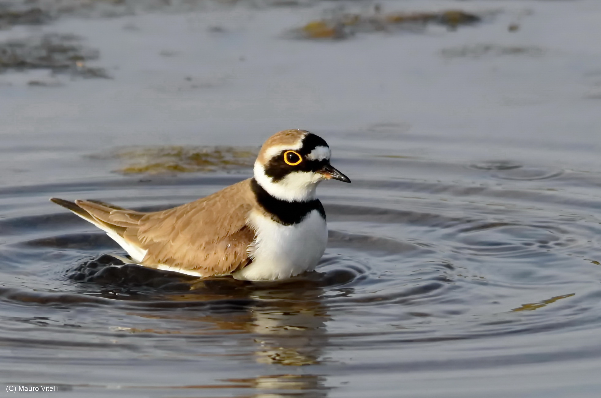 little Ringed Plover