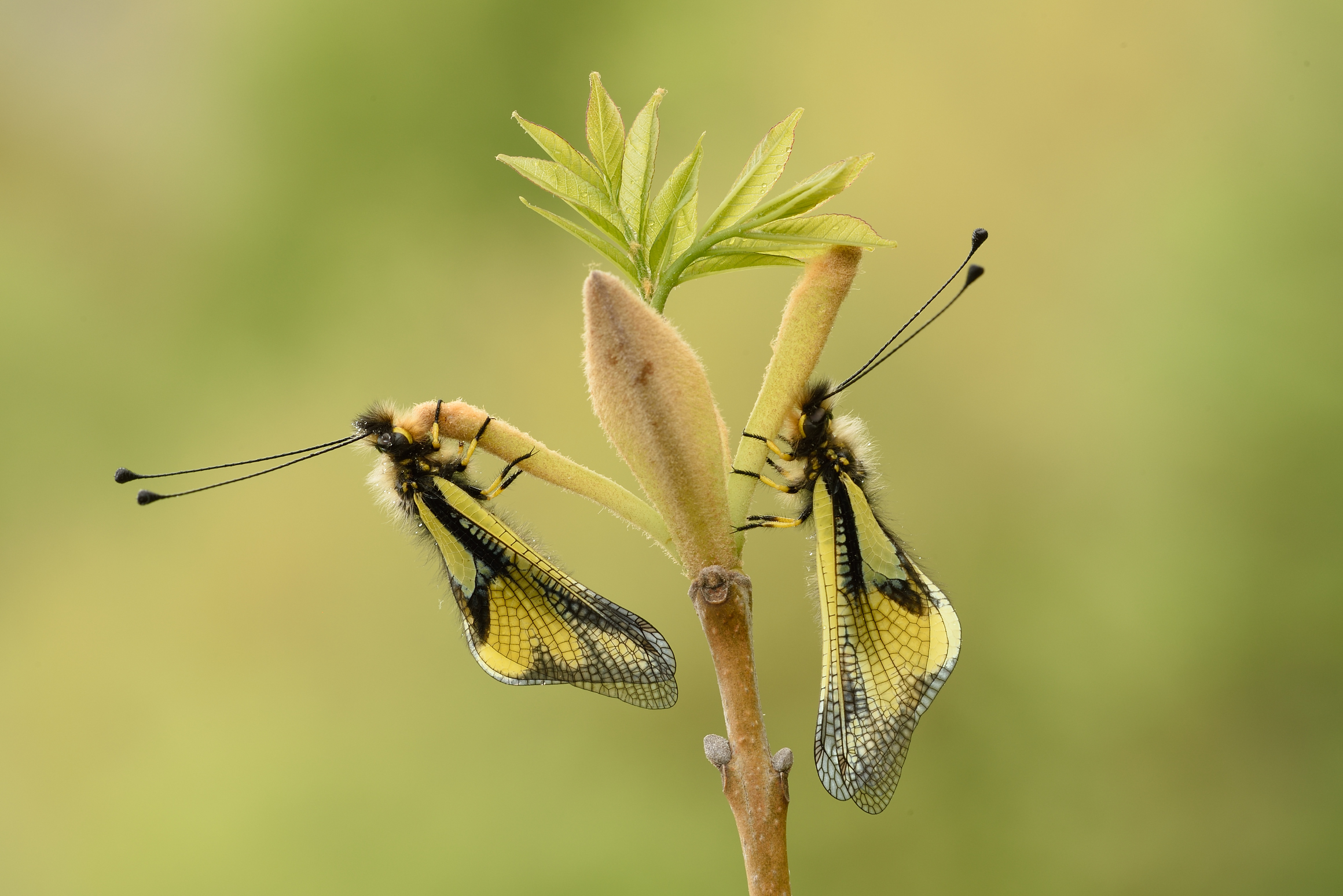 Libelloides coccaius