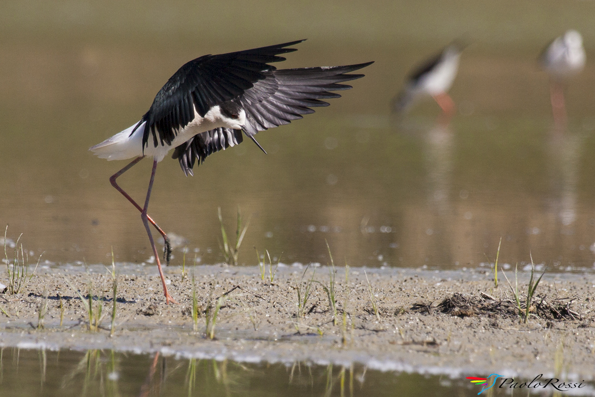 La danza della pioggia