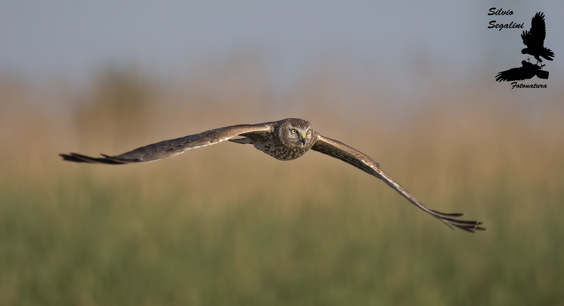 Albanella ..radente al capanno