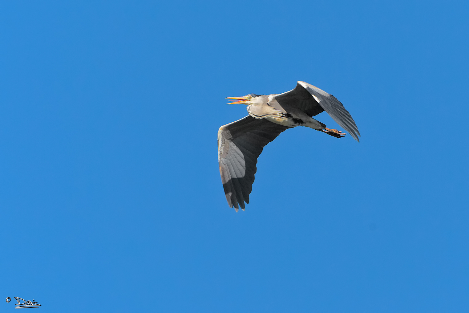 Bigmouth gray heron