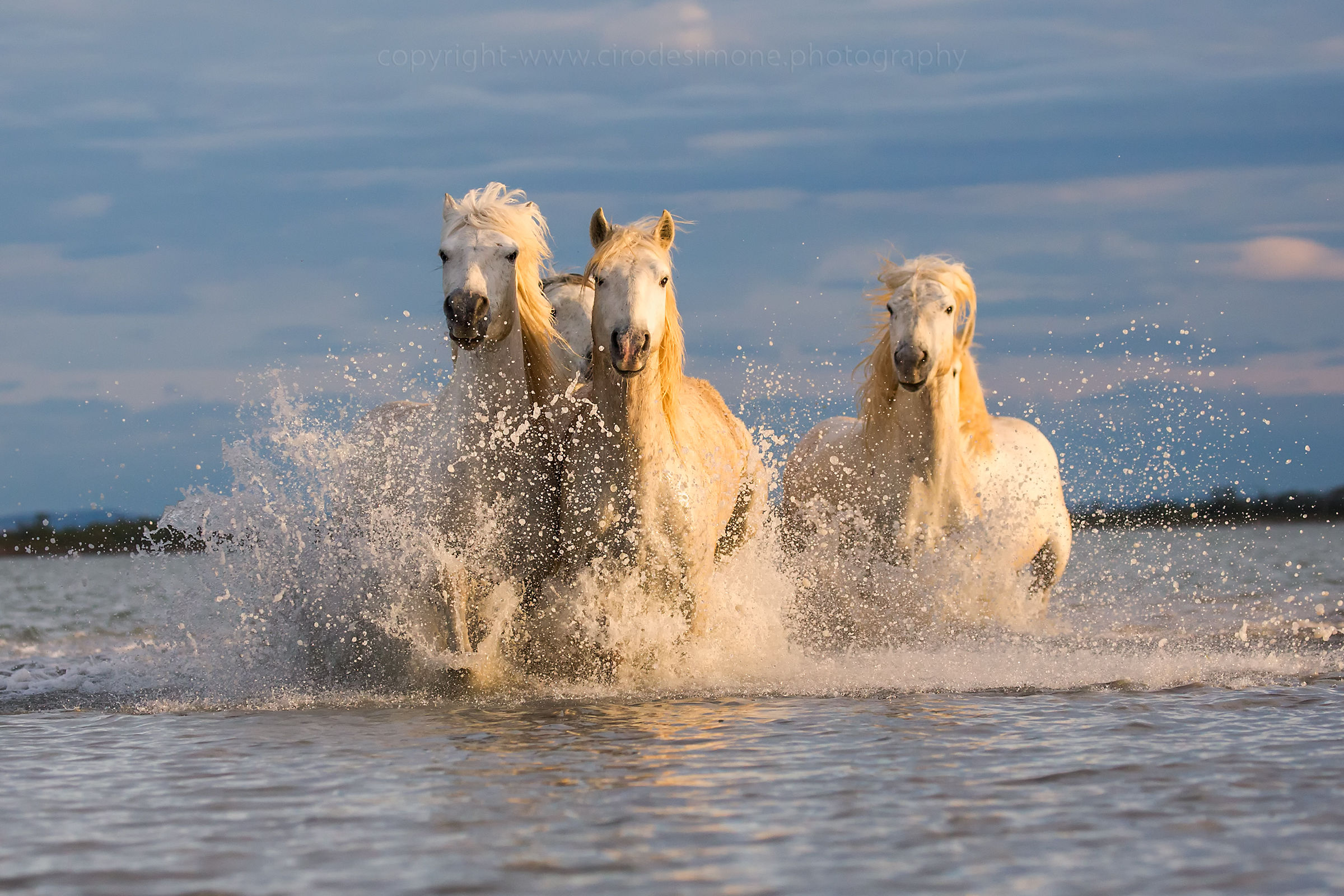 Cavalli delle Camargue