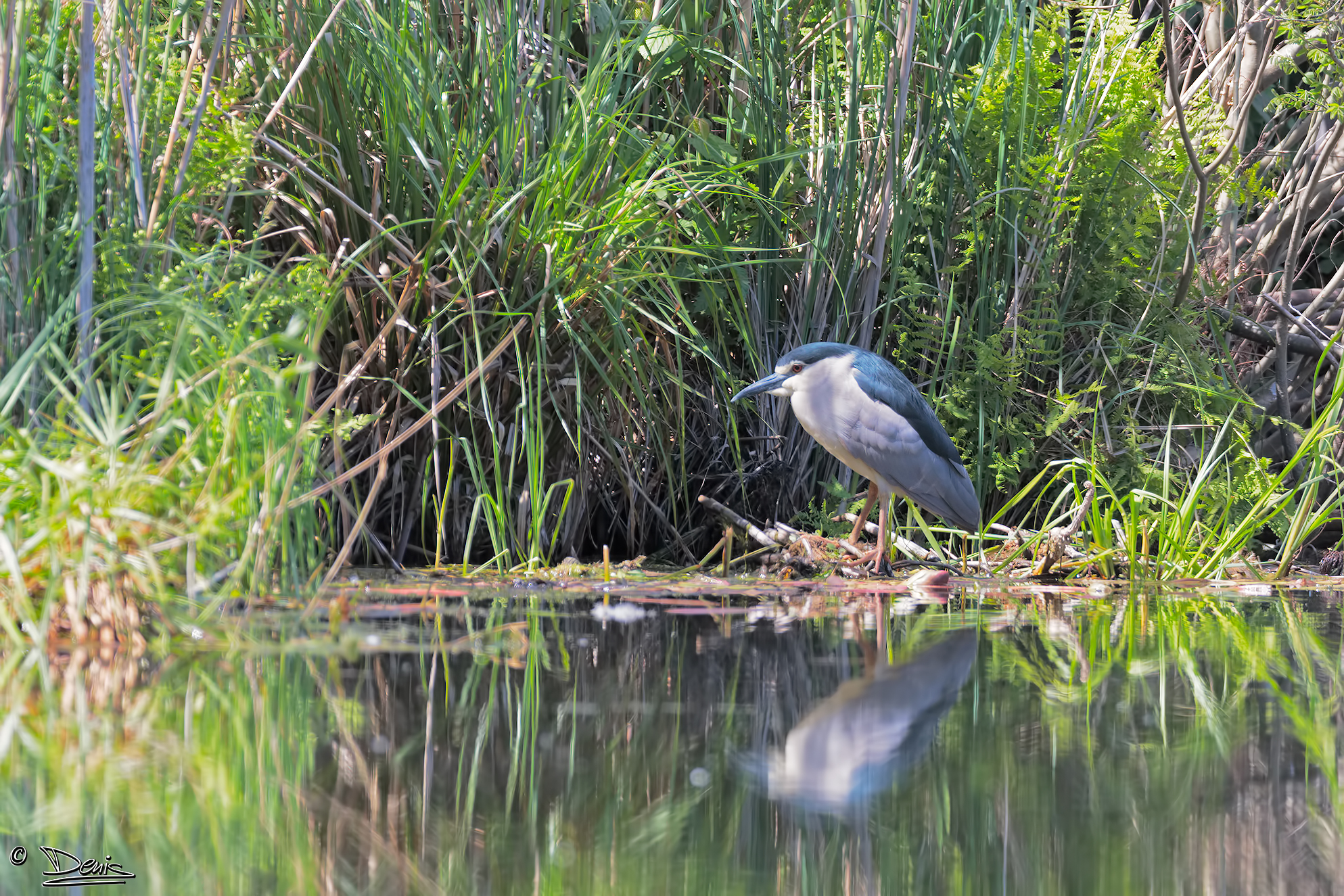 Night Heron in relax