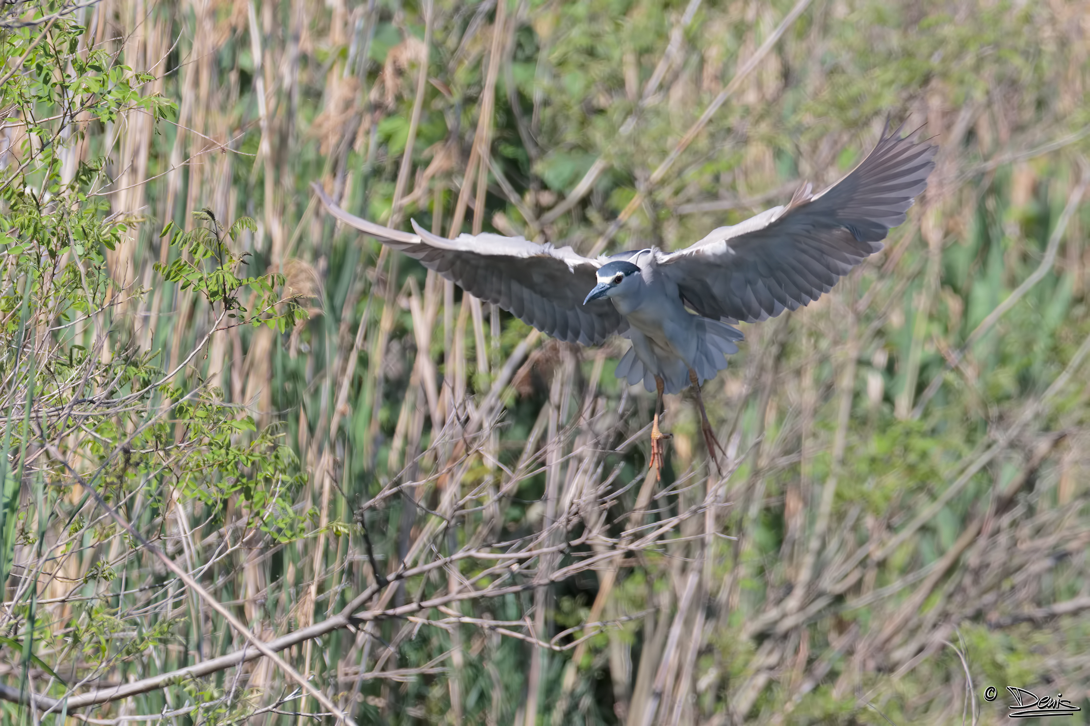 Night Heron landing