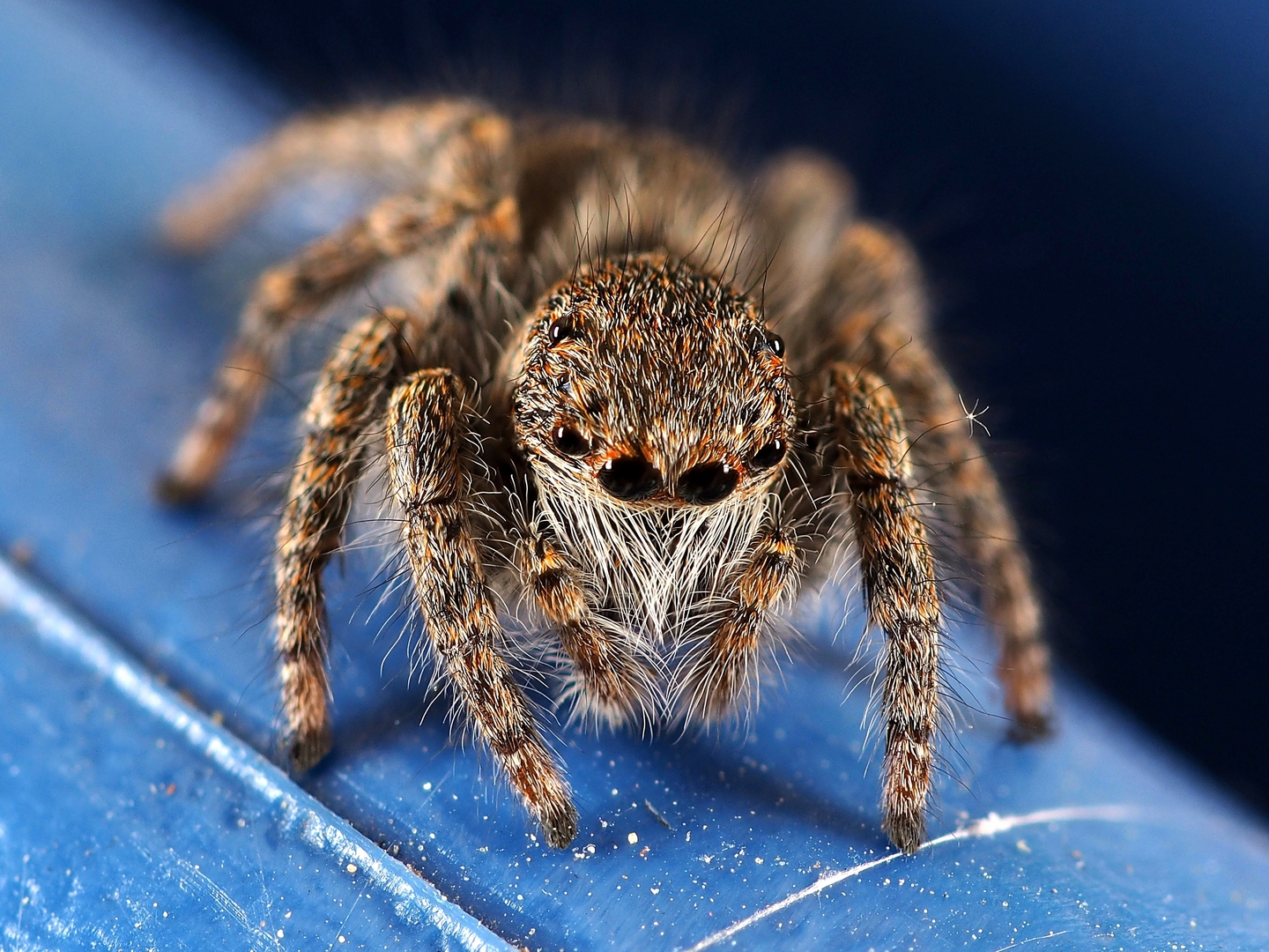 I look at you with all my eyes ....