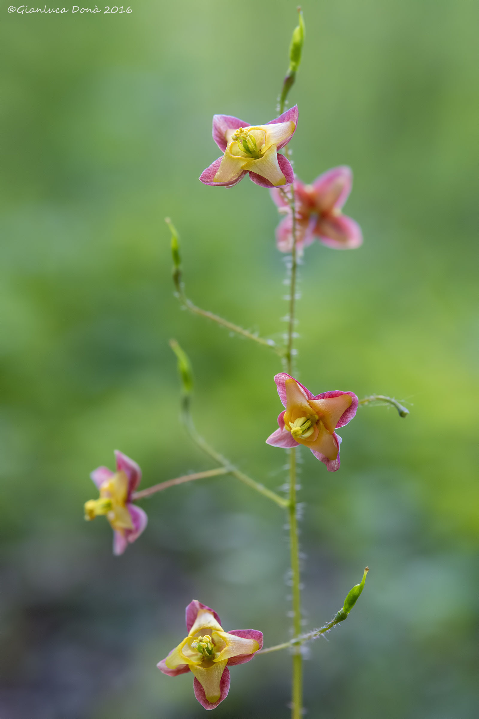 Epimedium alpinum L. 1753