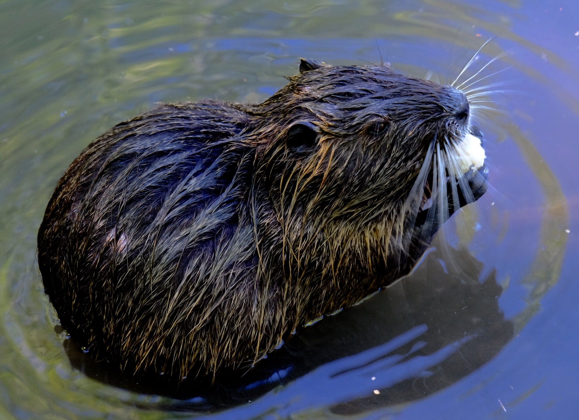 Piccola nutria