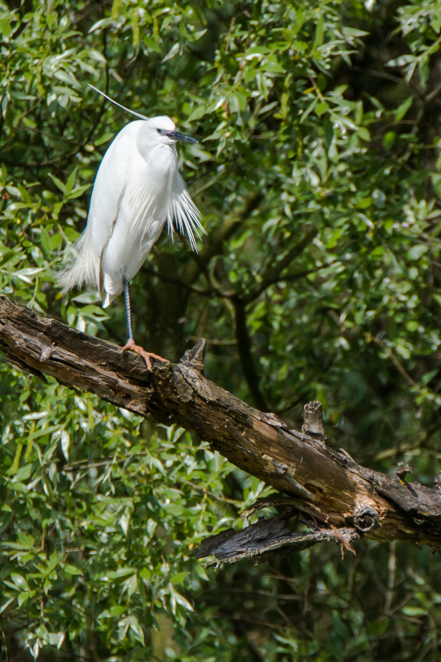 egret disheveled