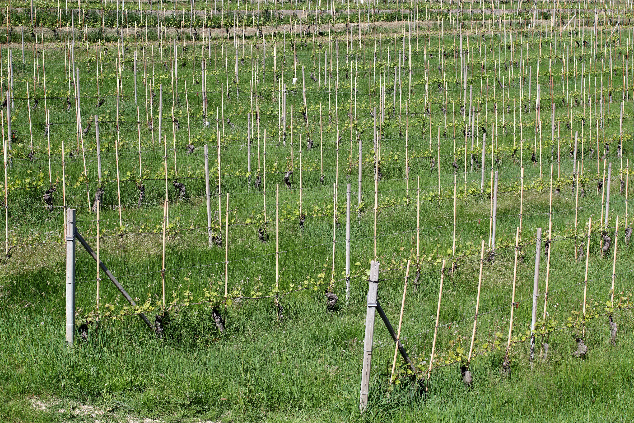vineyards