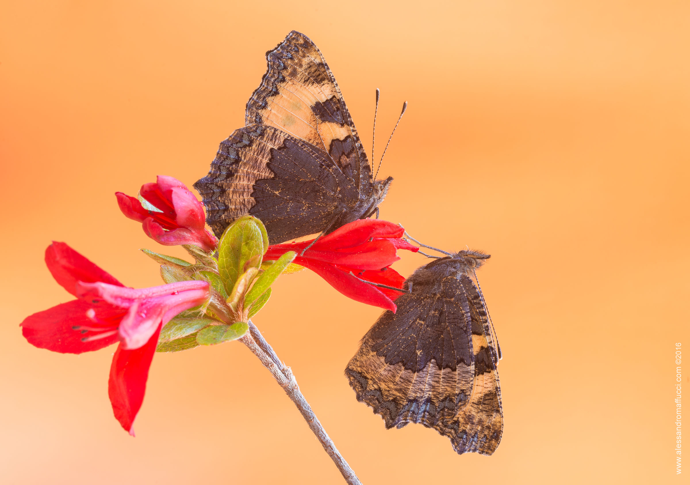 The two of 'nettle ...