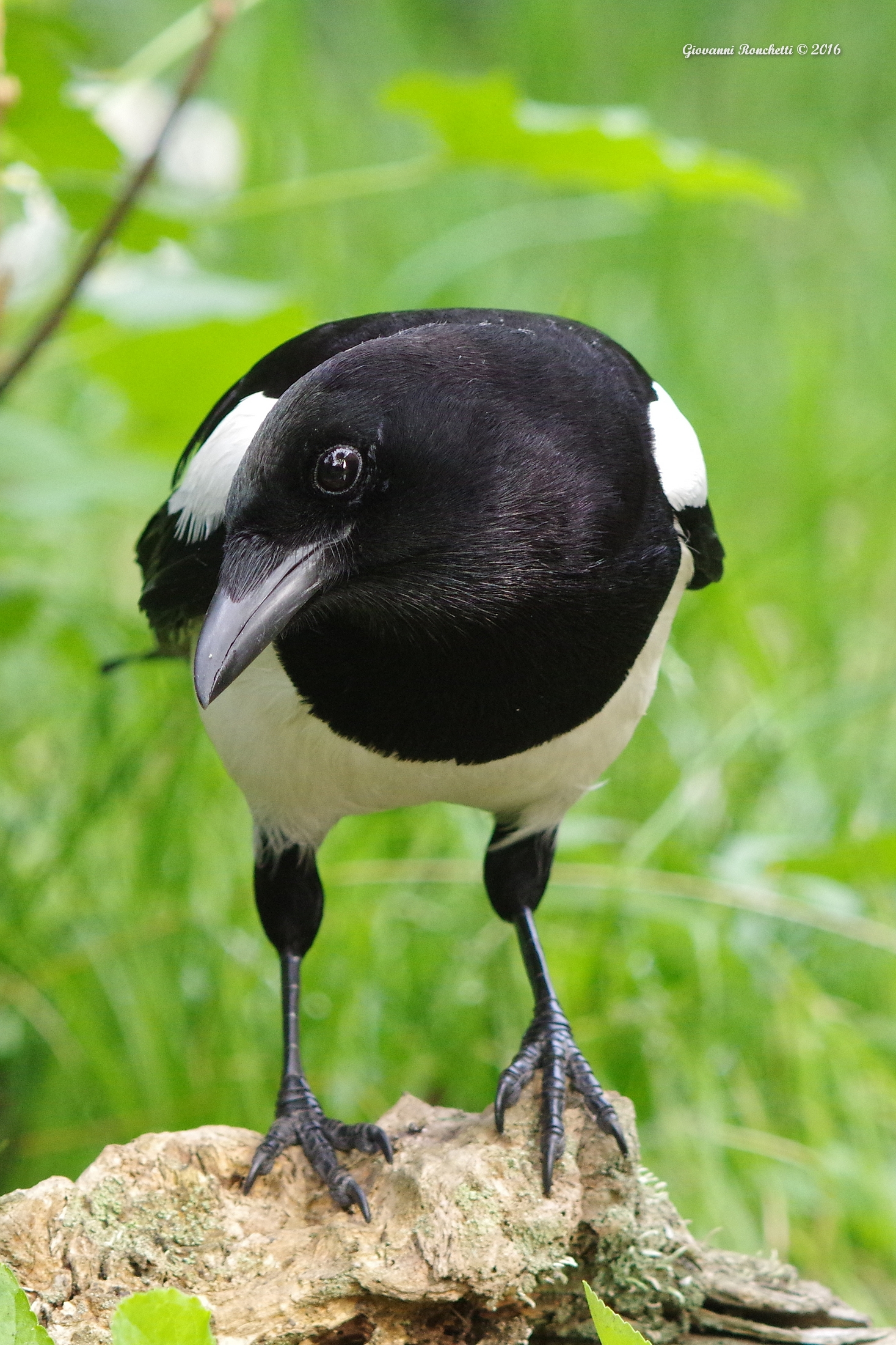 I'll sgam boy! (Magpie)