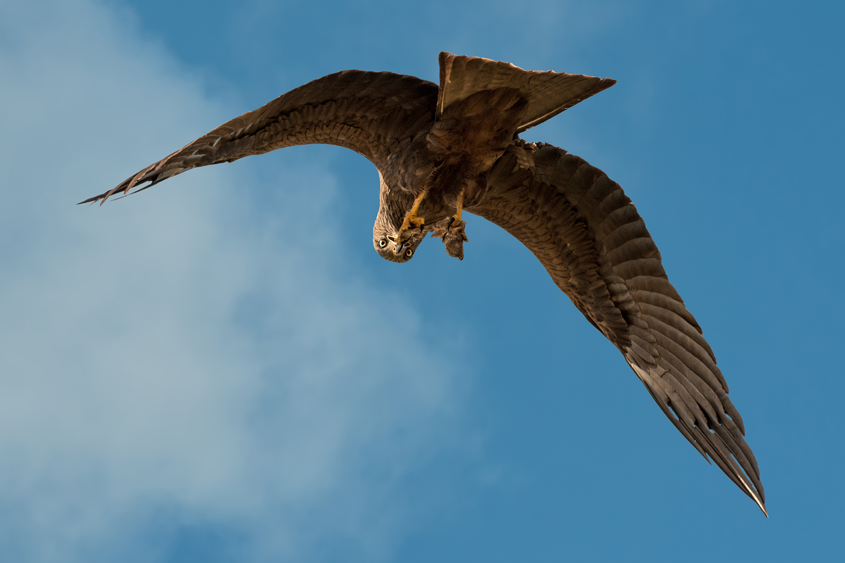 nibbio... mai così!