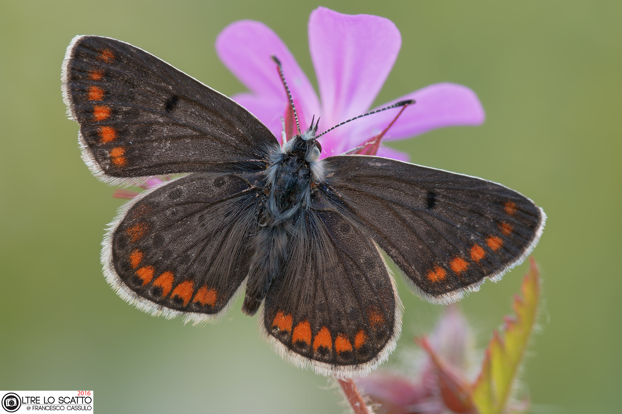 Aricia agestis (Denis & Schiffermüller, 1775)