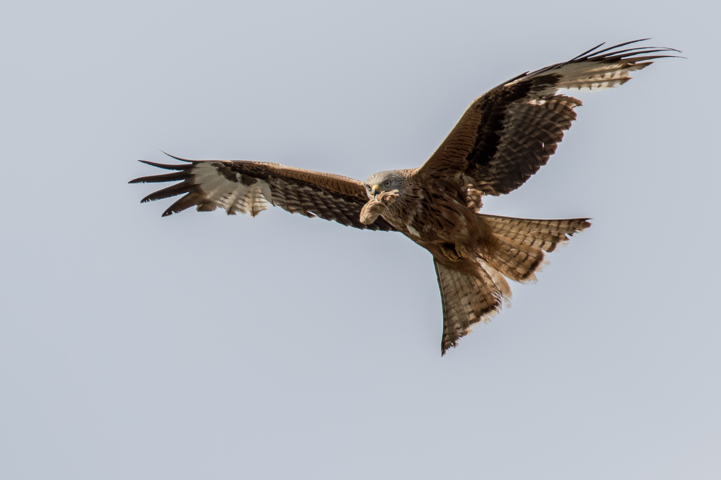 The prey of the Kite