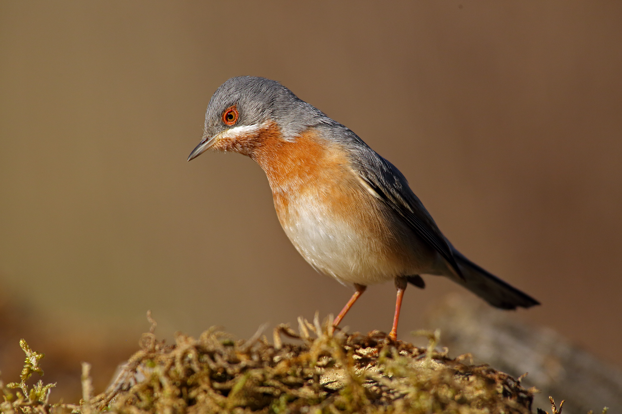 sylvia cantillans Basilicata April 2016