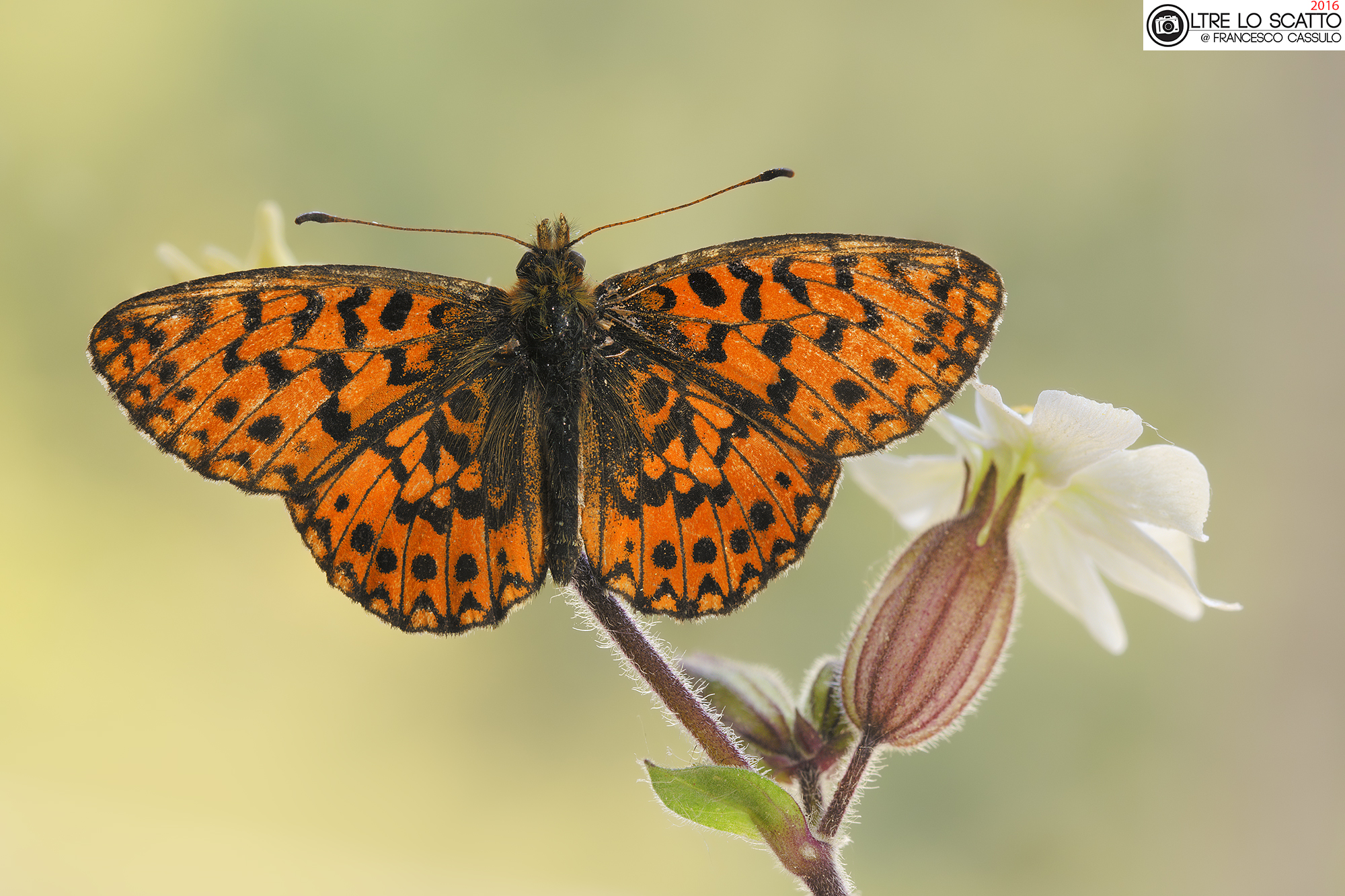 Boloria dia (Linnaeus, 1767)