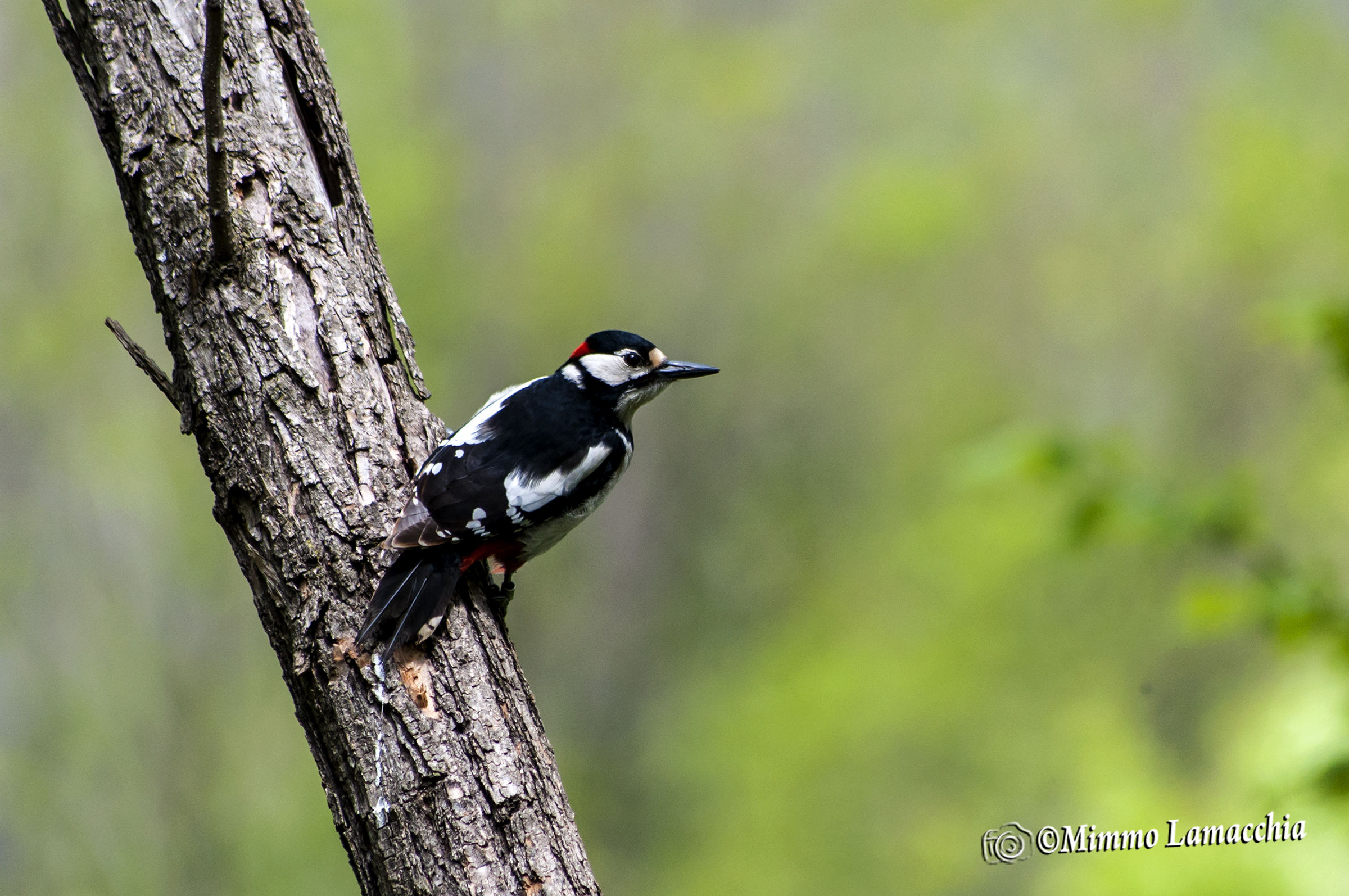 Picchio Rosso Maggiore